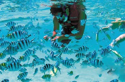 救援海盗章鱼